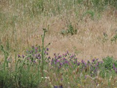 Hordeum murinum leporinum