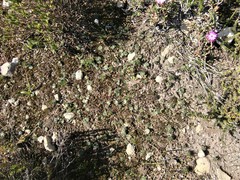 Eriospermum vermiforme