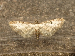 Eupithecia succenturiata