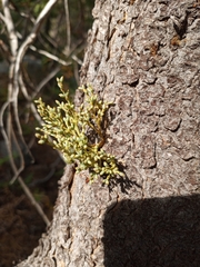 Arceuthobium americanum