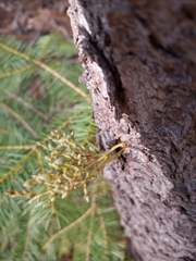 Arceuthobium americanum