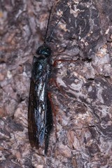 Siricinae