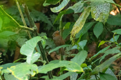 Cercomacroides serva