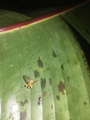 Ophiocordyceps dipterigena