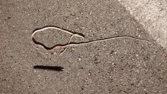 Oxybelis potosiensis