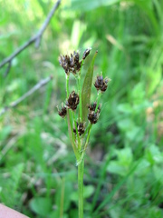 Luzula multiflora sibirica