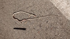 Oxybelis potosiensis