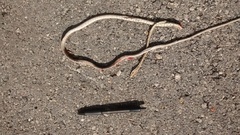 Oxybelis potosiensis