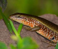 Trachylepis perrotetii
