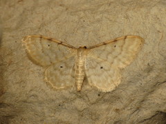 Idaea fuscovenosa