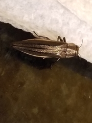 Agrilus macer