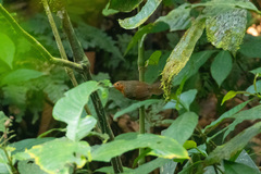 Cercomacroides serva