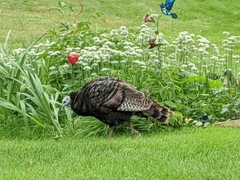 Meleagris gallopavo