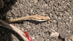 Oxybelis potosiensis