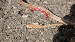 Oxybelis potosiensis