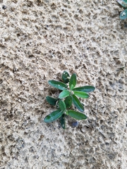 Crocanthemum bicknellii
