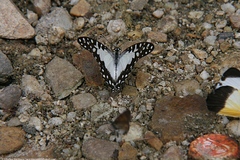 Graphium angolanus baronis