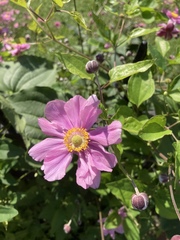 Eriocapitella × hybrida