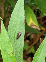 Aphrodinae
