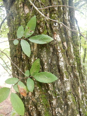 Dendrothele jacobi