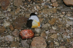 Mylothris chloris chloris