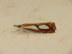 Catoptria pinella