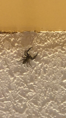 Platycryptus undatus