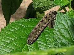 Lepidoptera