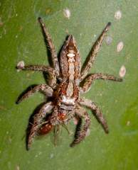 Plexippina