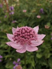 Astrantia maxima