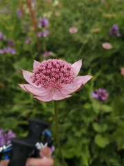 Astrantia maxima