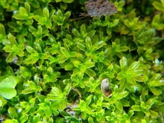 Syntrichia scabrella
