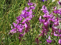 Polygala major