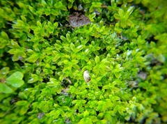 Syntrichia scabrella