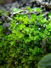 Syntrichia scabrella