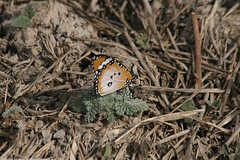 Danaus chrysippus alcippus