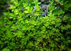 Syntrichia scabrella
