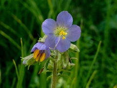 Polemonium occidentale