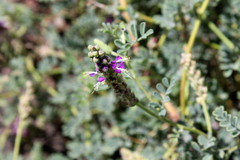 Dalea lanata terminalis
