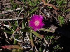 Carpobrotus deliciosus