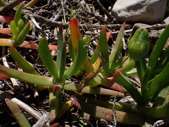 Carpobrotus deliciosus