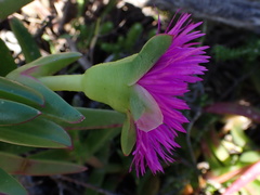 Carpobrotus deliciosus