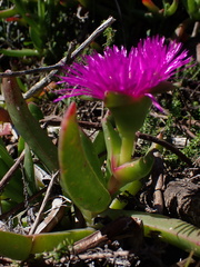 Carpobrotus deliciosus