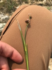 Juncus phaeocephalus