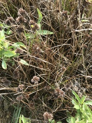 Juncus phaeocephalus