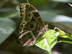 Morpho helenor corydon