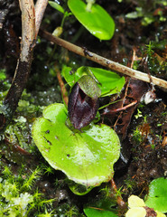 Corybas orbiculatus