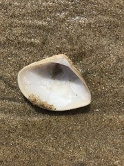 Anomalocardia flexuosa