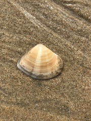 Anomalocardia flexuosa