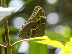 Morpho helenor corydon